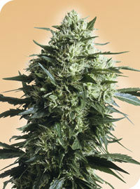 Mothers Finest