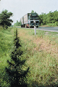 Rudéralis Indica
