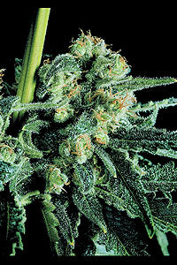 Sensi Skunk
