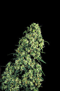 Skunk#1