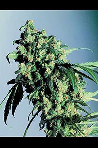 Super Skunk