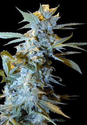 Star 47 marijuana seeds
