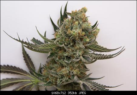 Starbud Hortilab cannabis seeds