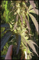 Perplex marijuana seeds