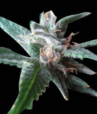 Stoned Inmaculate female