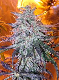 Strawberry Diesel marijuana seeds