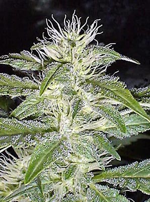graines de marijuana à la glace aux fraises