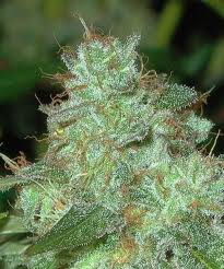 Sugar Blossoms marijuana seeds