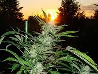 Sunset marijuana seeds