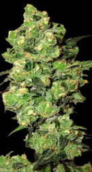 Super Skunk feminized