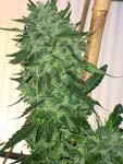 Super Hog Kush