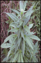 Super christ marijuana seeds