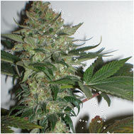 Superglue marijuana seeds