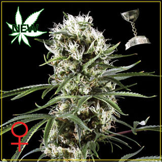 Super Lemon Haze seeds