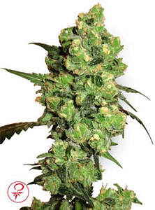 Super Skunk féminisée