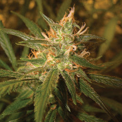 Sweet Haze marijuana seeds