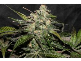 Sweet Chunk marijuana seeds