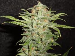 Graines de cannabis Cindy99 les plus douces