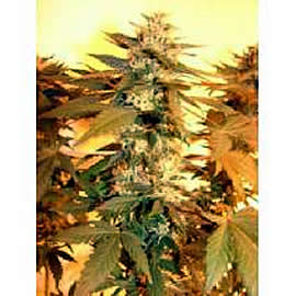Sweet OG Kush seeds