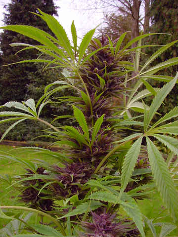 Sweet Purple