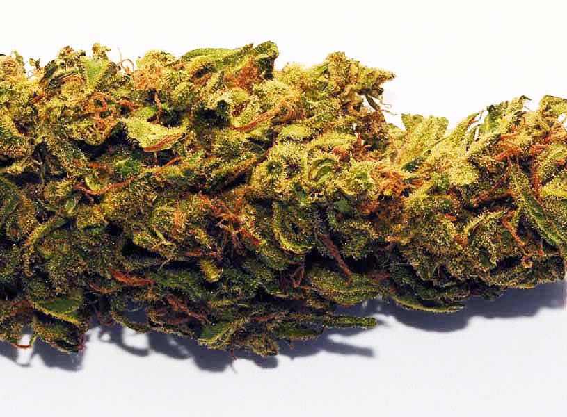 swiss gold high cbd seeds 10 pack