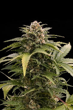 Taiga marijuana seeds