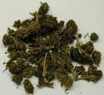 Talibana feminized seeds