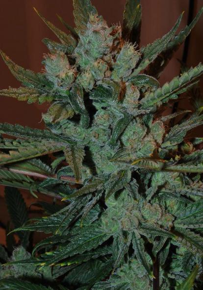 Graines de marijuana Taleggio
