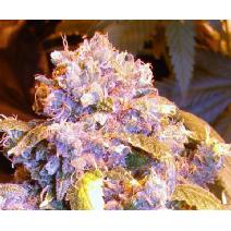 feminized seeds Teengenerate