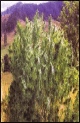 Thai experience cannabis seeds