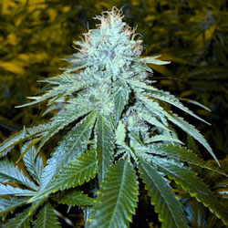 OG 18 Reserva Privada 15 seeds