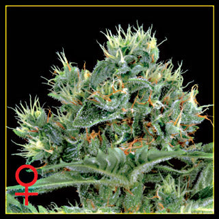 The Doctor cannabis seeds