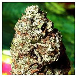 the scream marijuana seeds