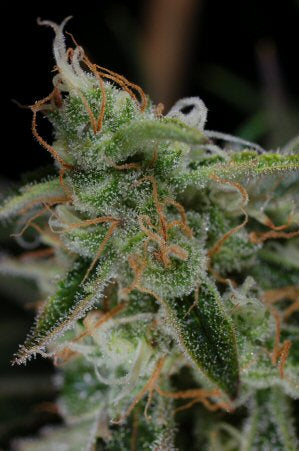 The third dimension marijuana seeds