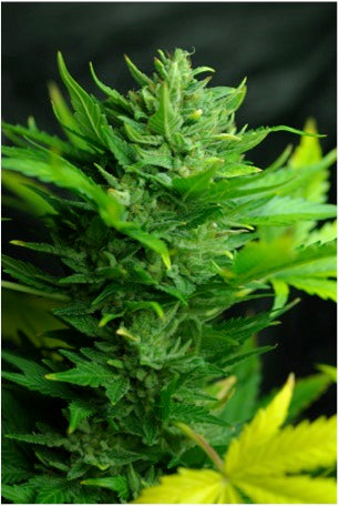 Think different autofem marijuana seeds