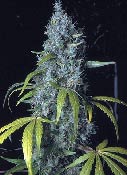 SAGE