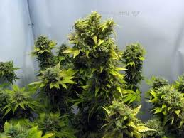 Thumper marijuana seeds