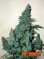 Green Devil
