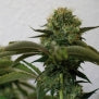 Top Dawg cannabis seeds 12 seeds