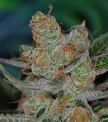 Trash marijuana seeds