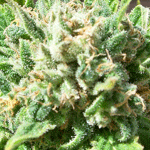 Triple X marijuana seeds
