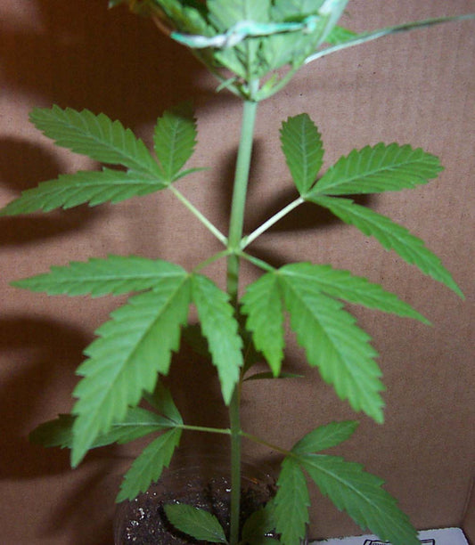 Triplenode marijuana seeds