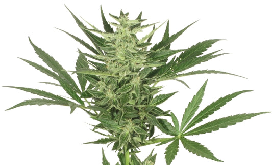 Tundra marijuana seeds