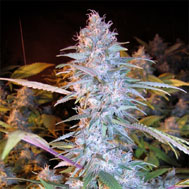 graines de marijuana twista