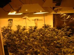 twister marijuana seed