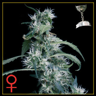 Ultra Haze#2 Feminised