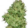 Utopia Haze marijuana 12 seeds feminized