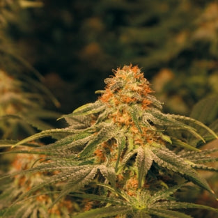 Vanilla kush marijuana seeds 15 seeds