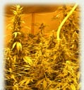 Venus all female cannabis seeds