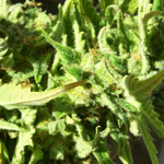 Very Berry marijuana seeds